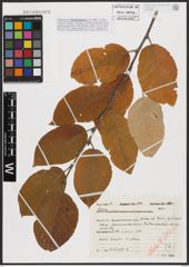 Foto von Salix caprea L.